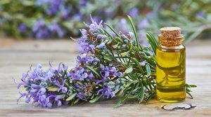 Rosemary-Essential-Oil